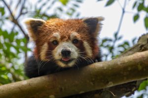 230619 PZ Red Panda LR CC 01