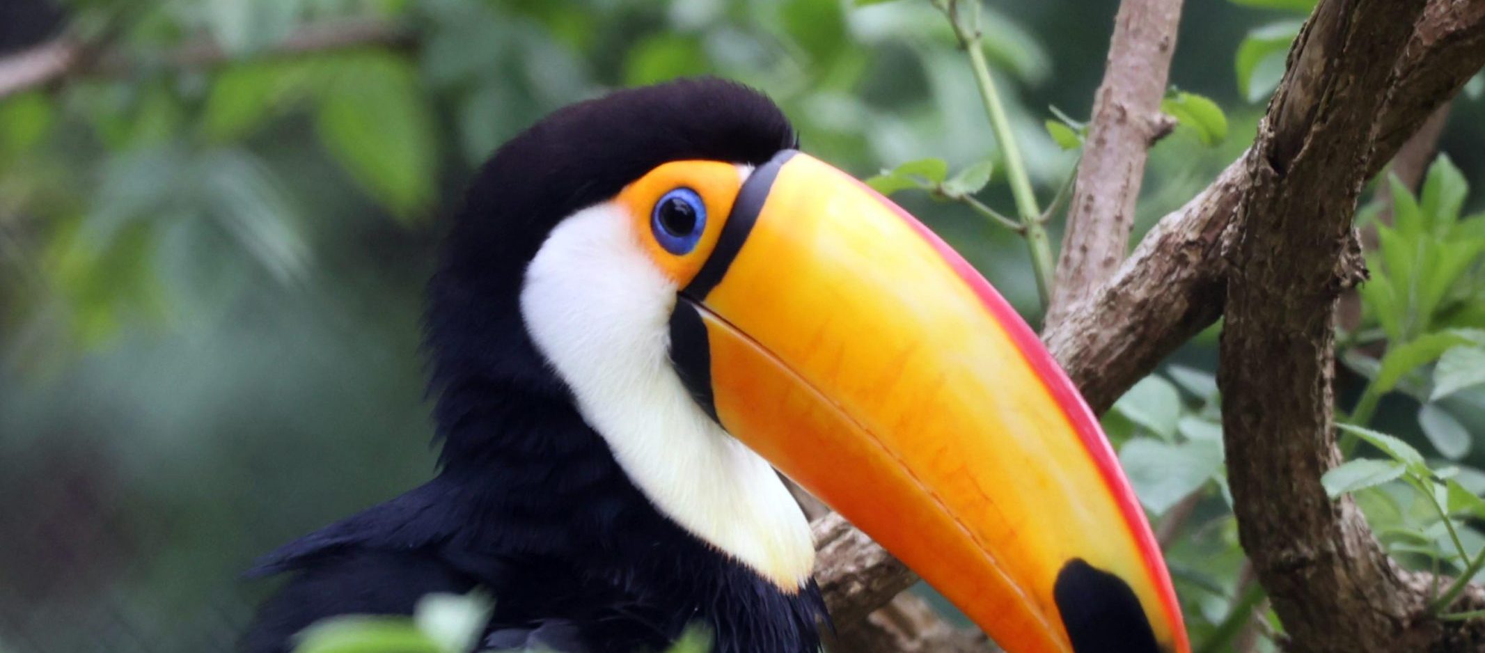 240501 PZ Toco Toucan LR AS scaled e1730124675817