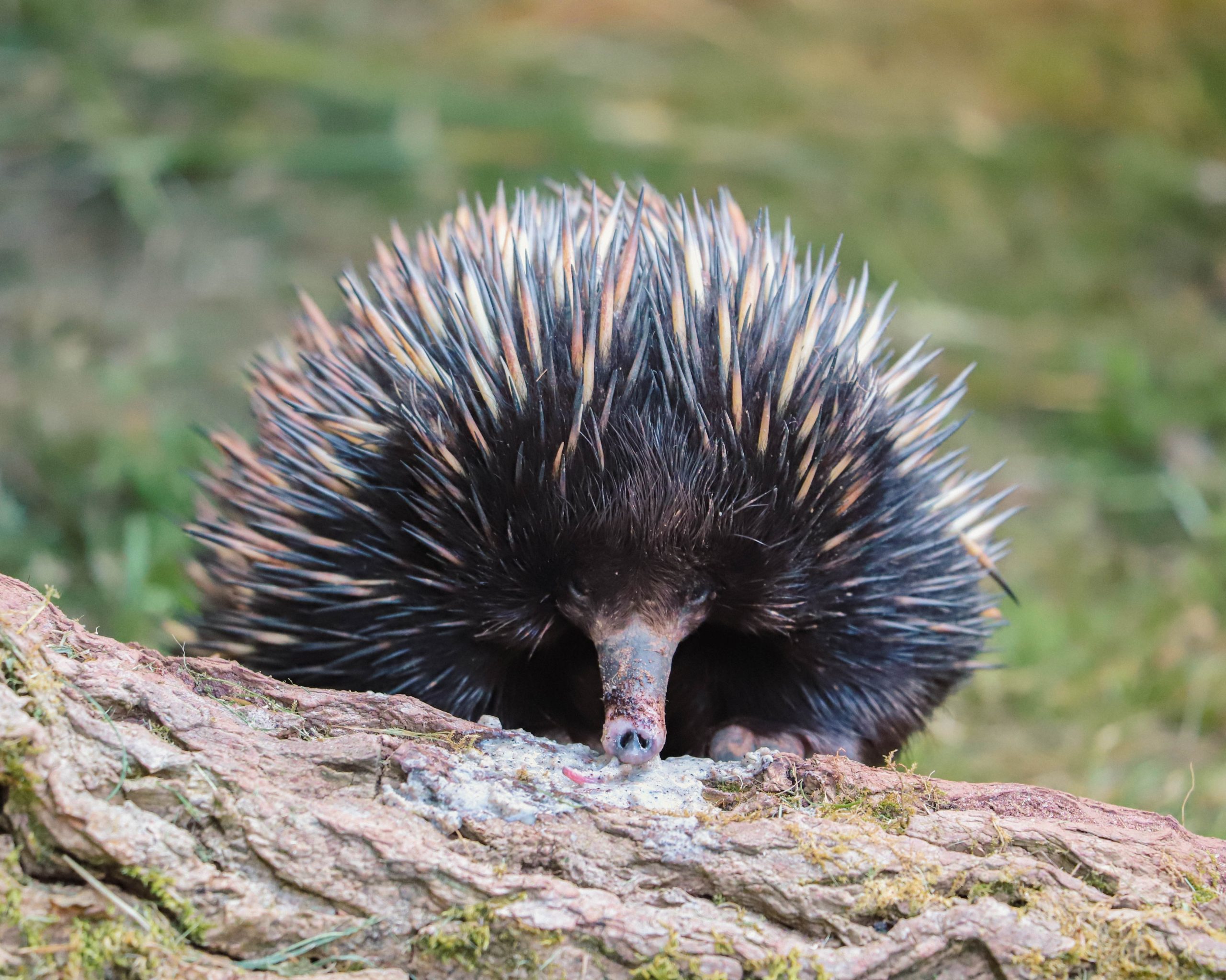Echidna experience at Paignton Zoo