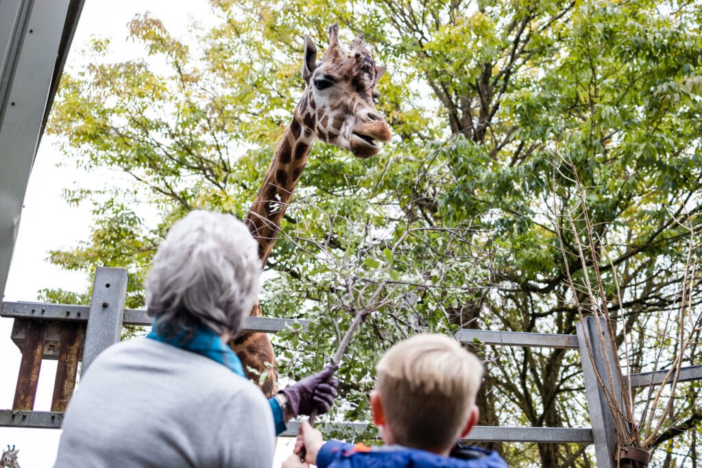 Giraffe feeding experience at Paignton Zoo