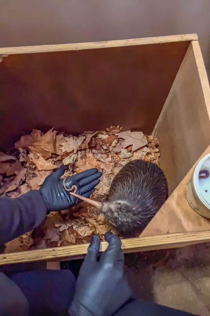 Kiwi experience at Paignton Zoo