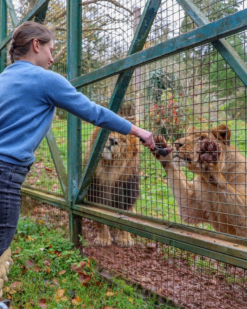 Lion experience at Paignton Zoo