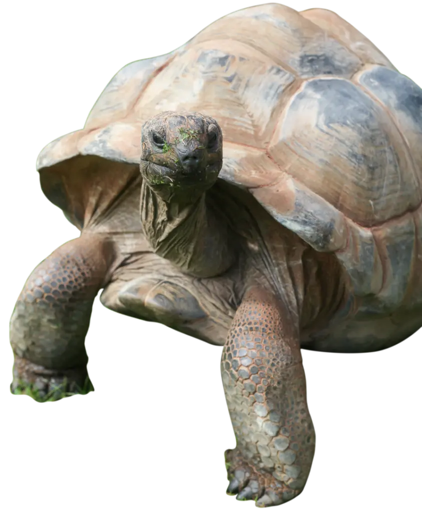PZ Giant Tortoise