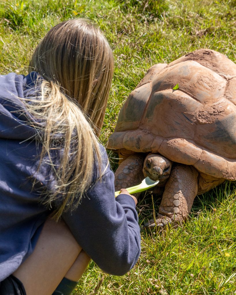Giant Tortoise experience at Paignton Zoo