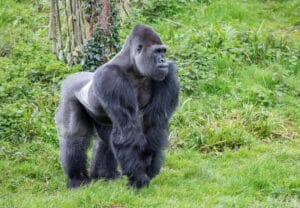 Male Western lowland gorilla Kivu at Paignton Zoo