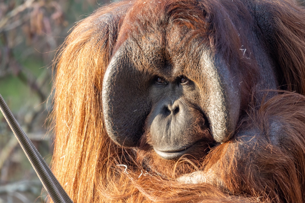 PZ Orangs 14 02 23 LR 32