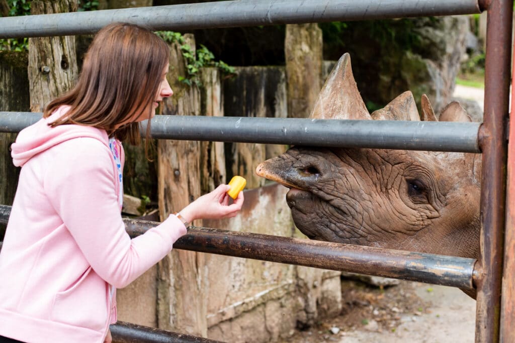 Rhino feeding experience at Paignton Zoo