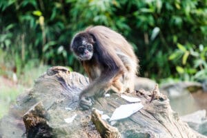 Brown spider monkey at Paignton Zoo