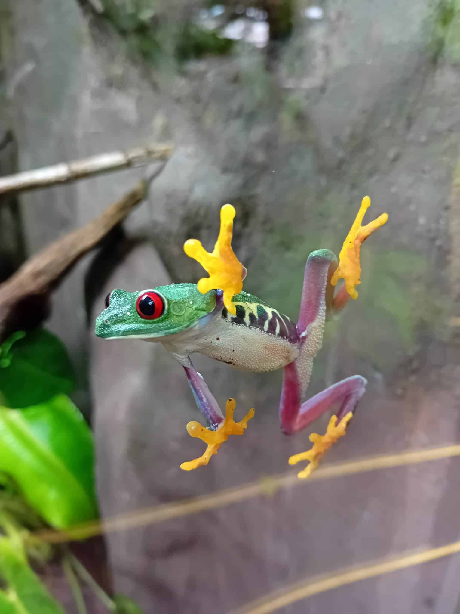 Red-eyed tree frog