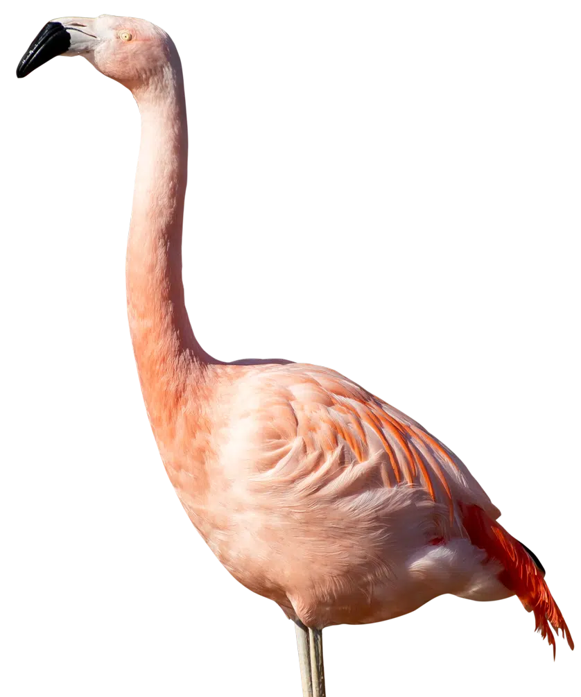 PZ Flamingo