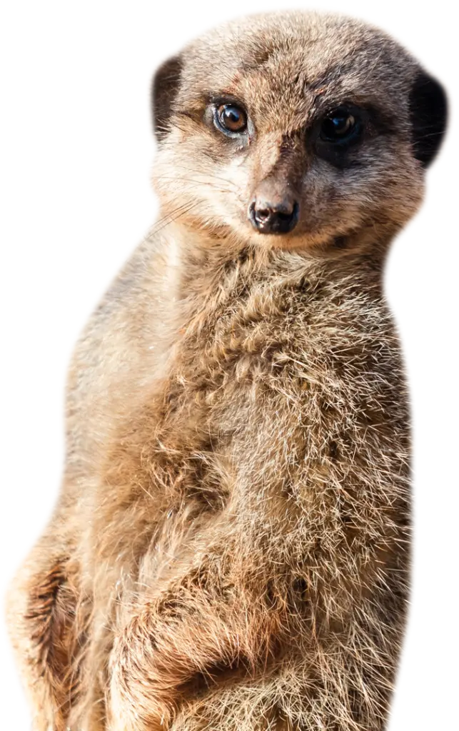 PZ Meerkat