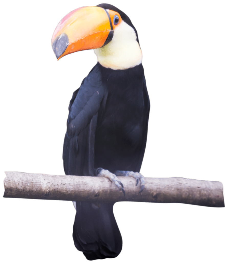 PZ Toco Toucan