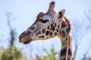 Female Rothschild's giraffe at Paignton Zoo