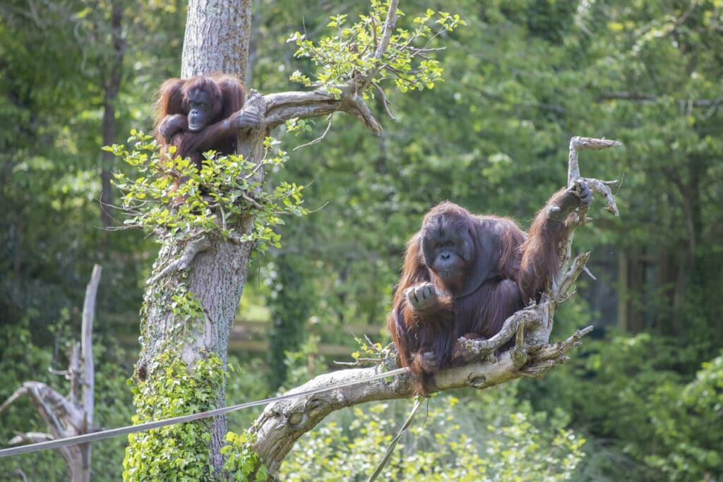 PZ Wousan Birthday 05 21 ONB LR 47