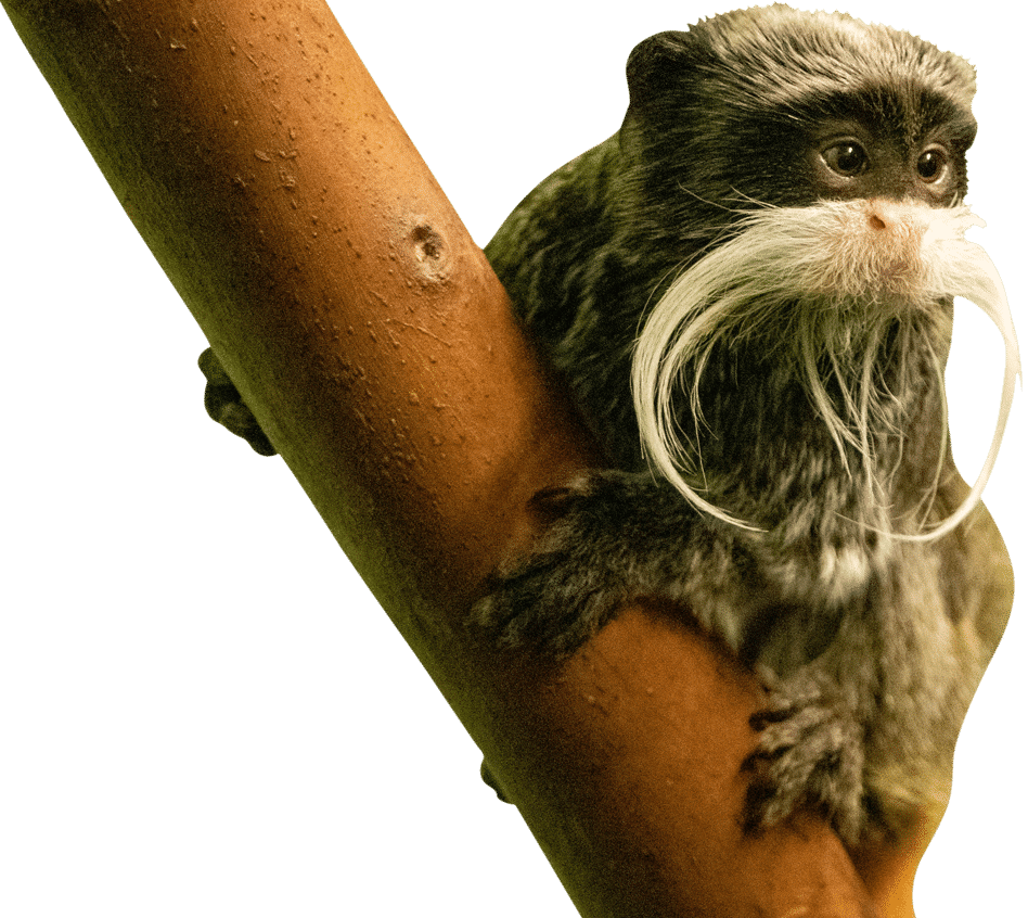 PZ Emperor Tamarin e1625225406789