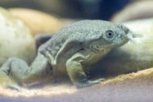 PZ Lake Titicaca Frogs 07 21 ONB LR 5 crop2