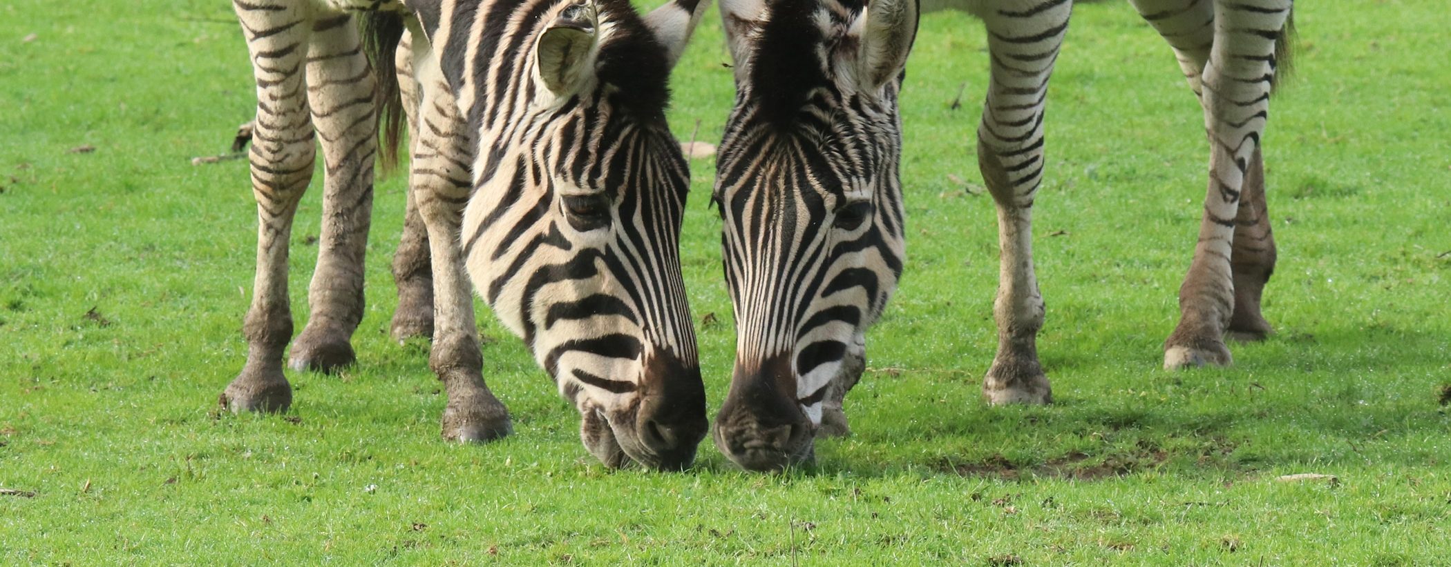 Zebra2 e1730131698675