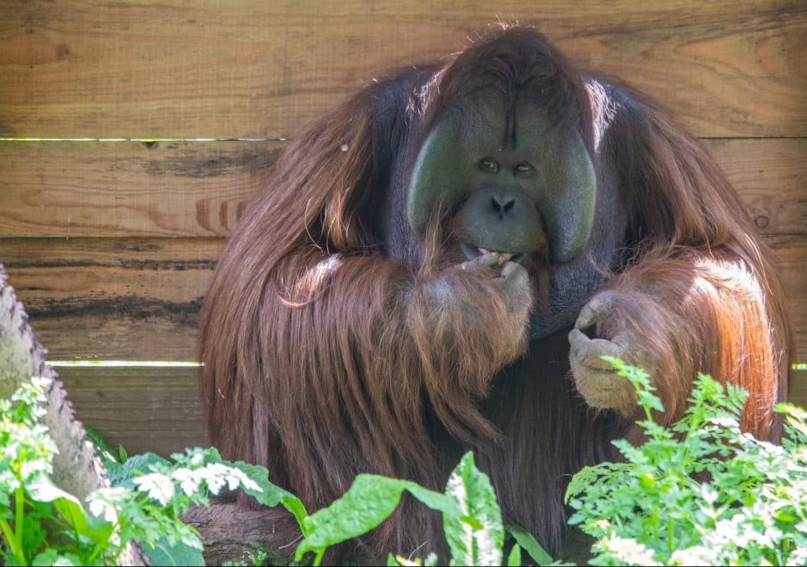 PZ Orangs Nat and Wousan 05 22 LR 20 e1673960582408