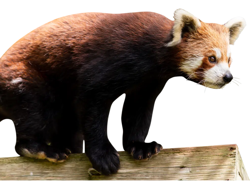 PZ Red Panda Ember flip
