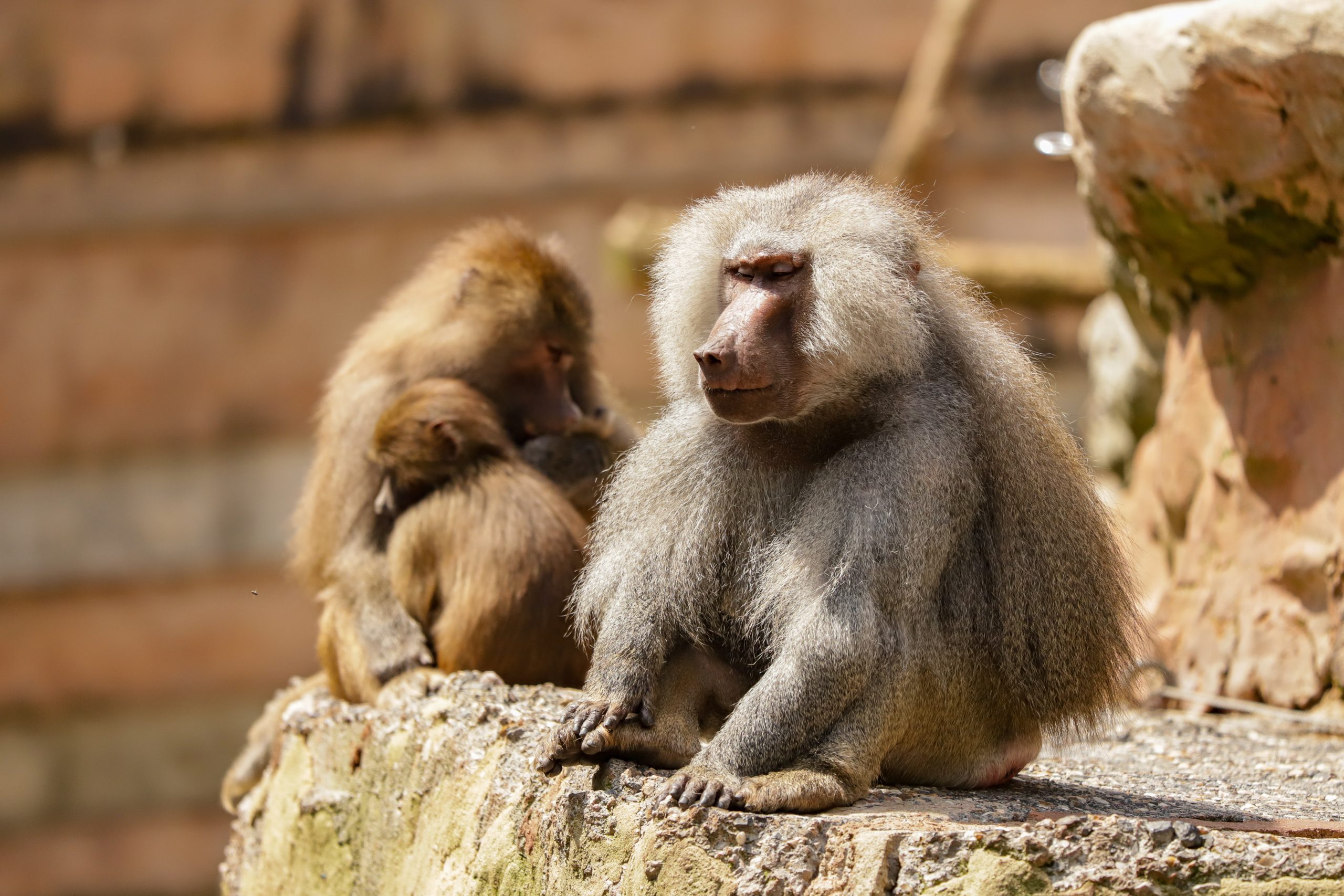 Baboons18.05HR 4 scaled