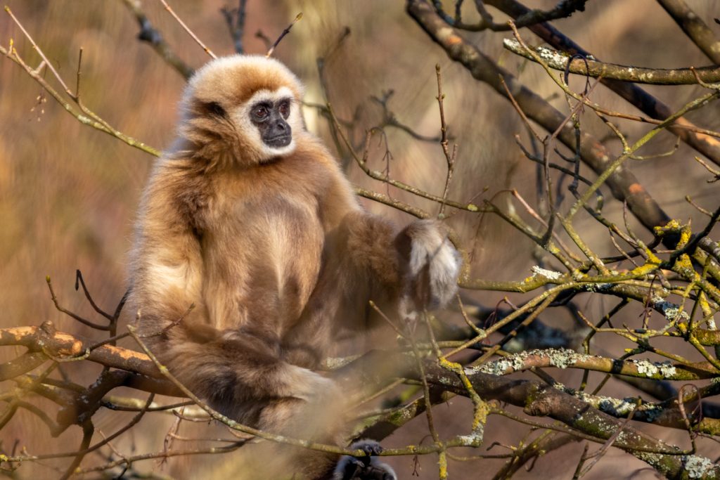 PZ Lar Gibb 14 02 23 LR 7