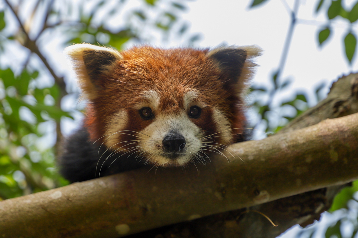 PZRedPandaJune23LR 9