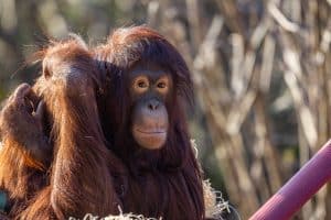 PZ Orangs 14 02 23 LR 25