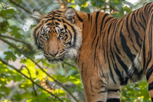 PZ Sumatran Tigers 09 23 LR 8