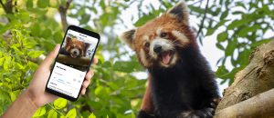 PZ App Banner Red Panda 2
