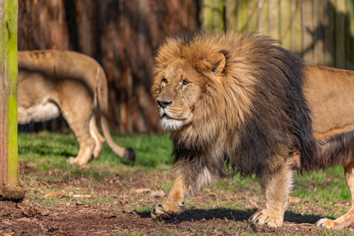 PZ African Lions 03 23 LR 69