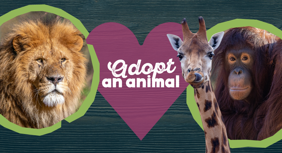 paignton zoo adoption mobile banners