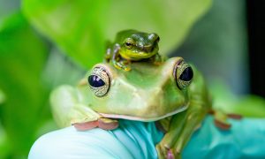 2019 03 PZ Thao whipping frogs World Frog Day