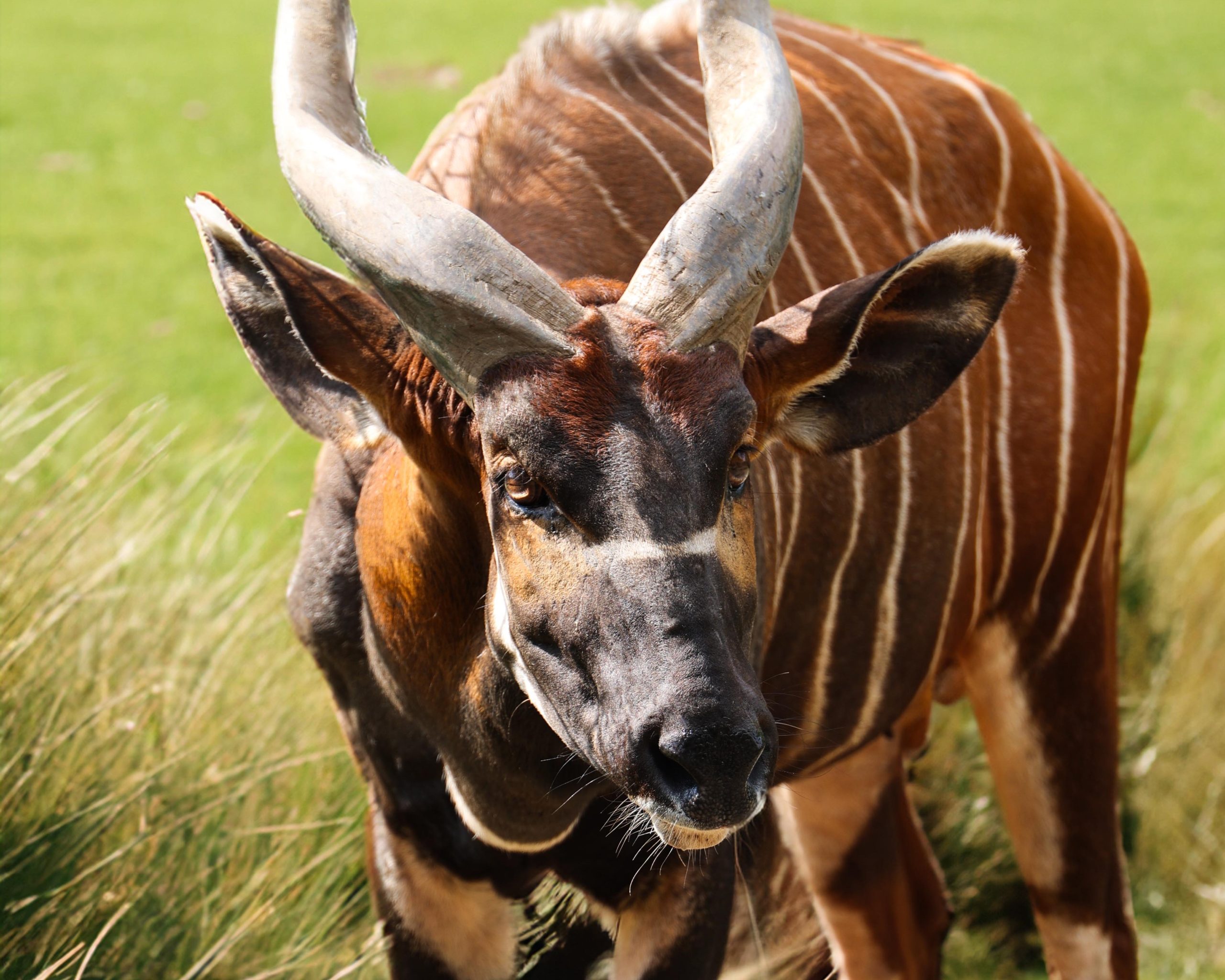 240605 PZ Bongo Bowie AS LR 2 scaled