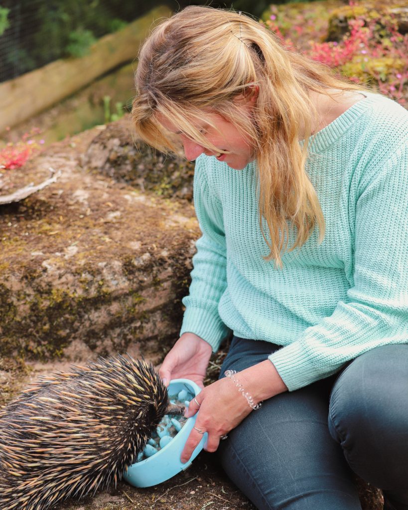 Echidna experience at Paignton Zoo