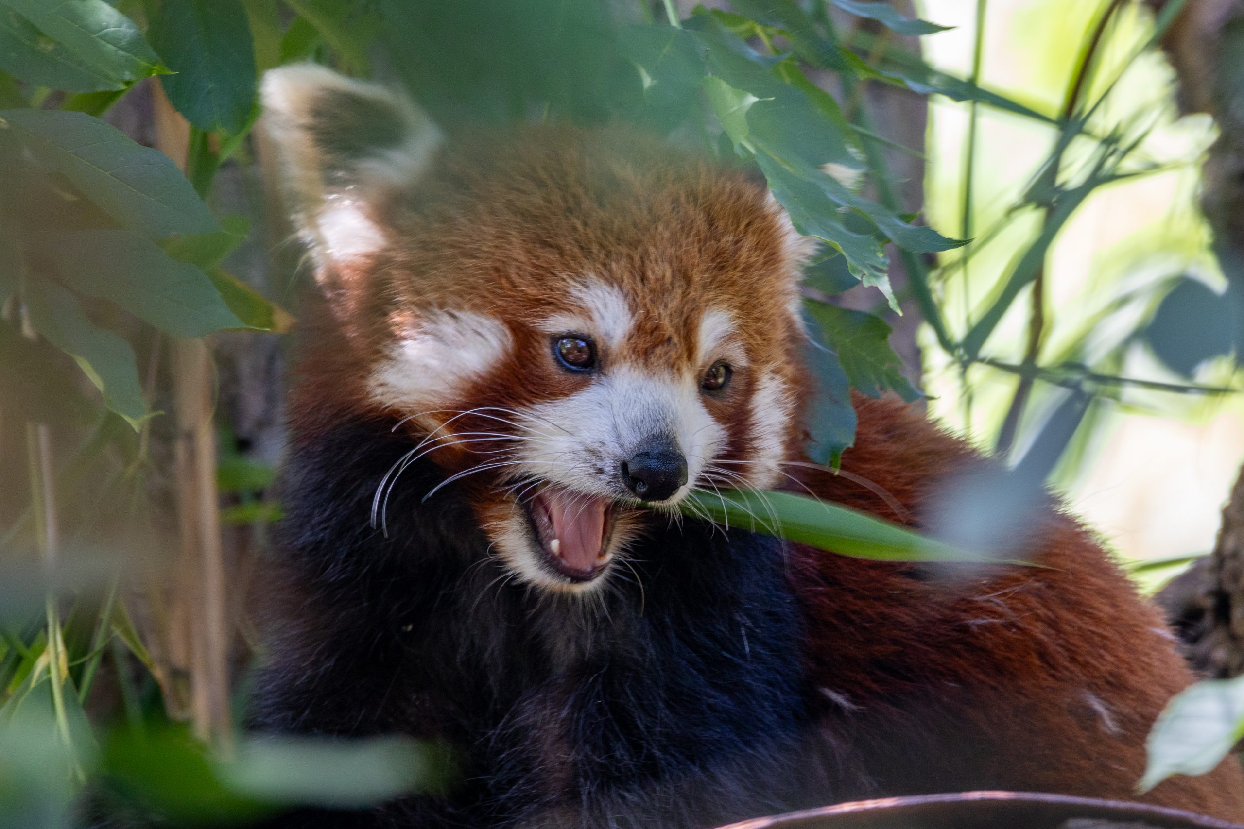 PZ Red Panda 07 23 HR 4 scaled