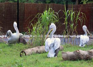 20240710 PZ Pelican AS LR 4