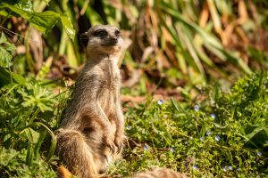 230425 PZ Meerkat LR CC 01