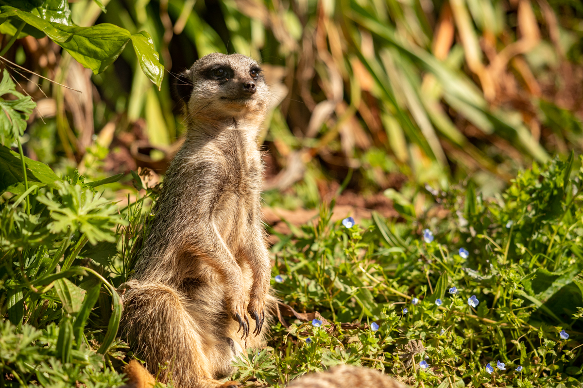 230425 PZ Meerkat LR CC 01
