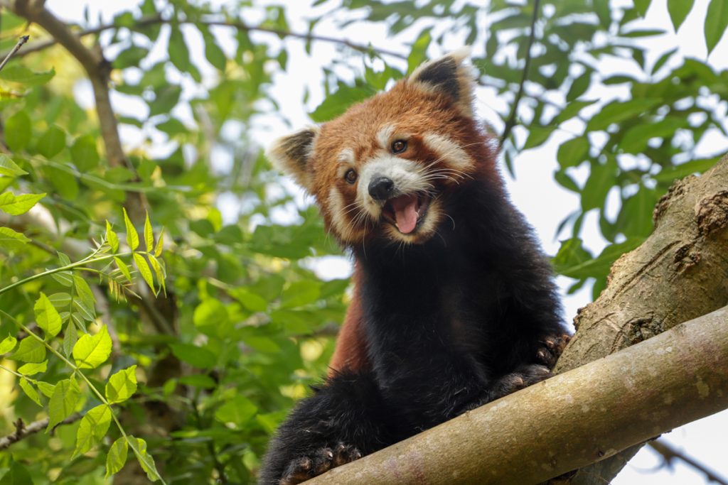 230619 PZ Red Panda LR CC 04