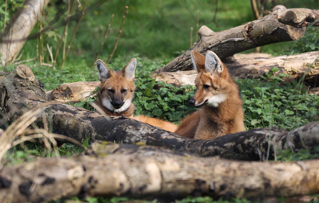 240412 PZ Maned Wolf LR AS