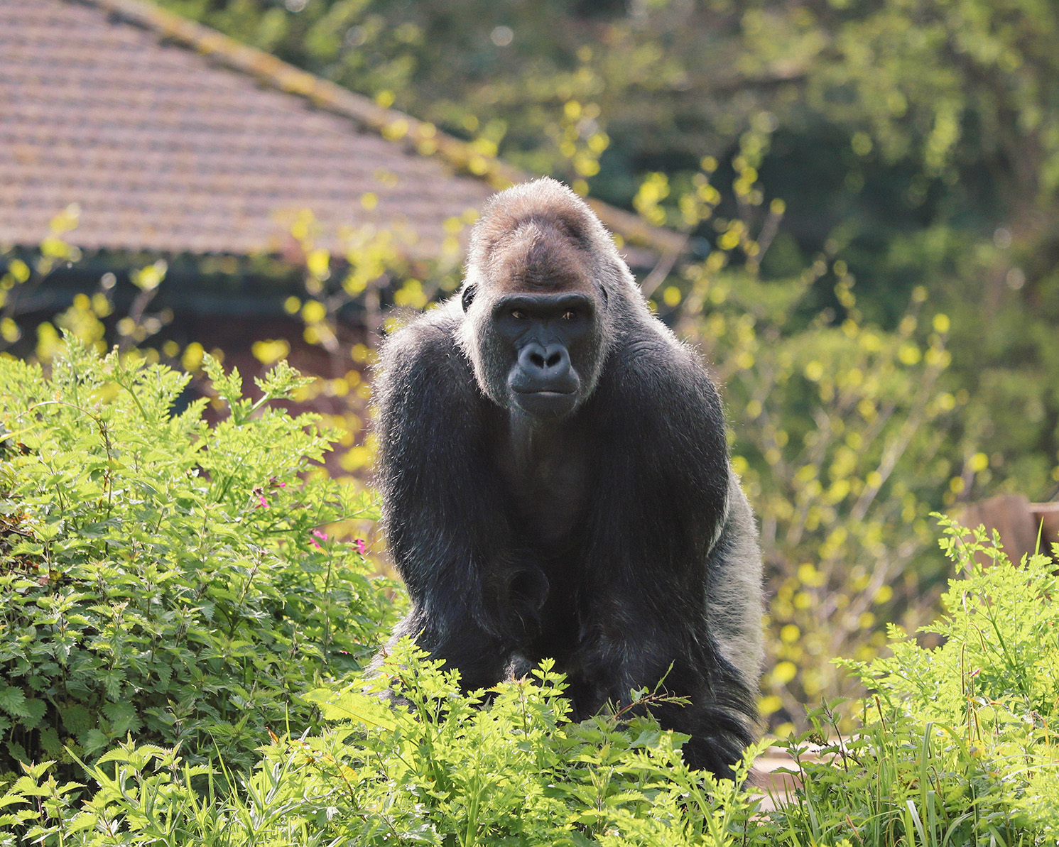 240423 PZ Western Lowland Gorilla LR BC 03