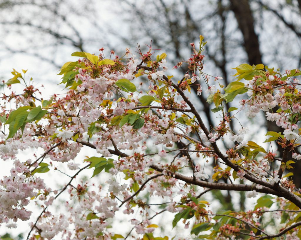 Japanese cherry tree in the botanical gardens of Paignton Zoo