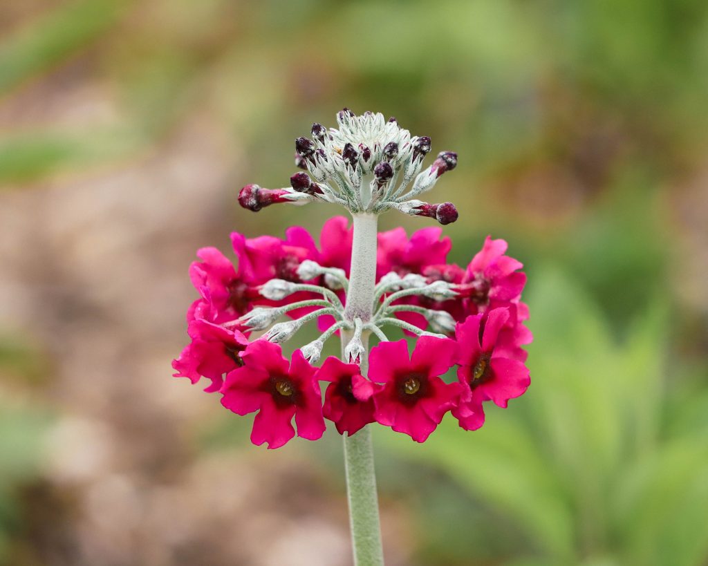 Japanese cherry tree in the botanical gardens of Paignton Zoo