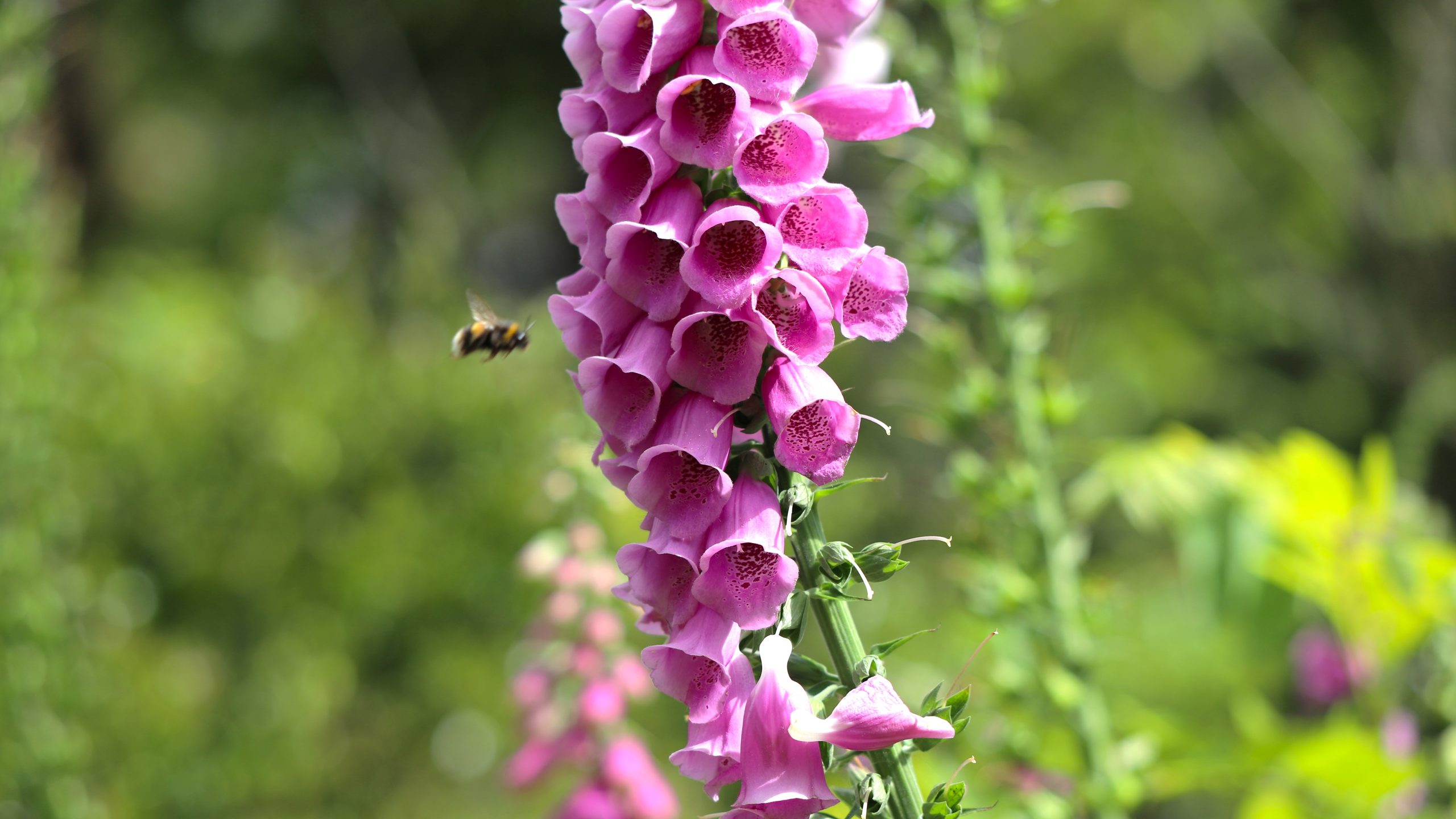 Botanical gardens at Paignton Zoo