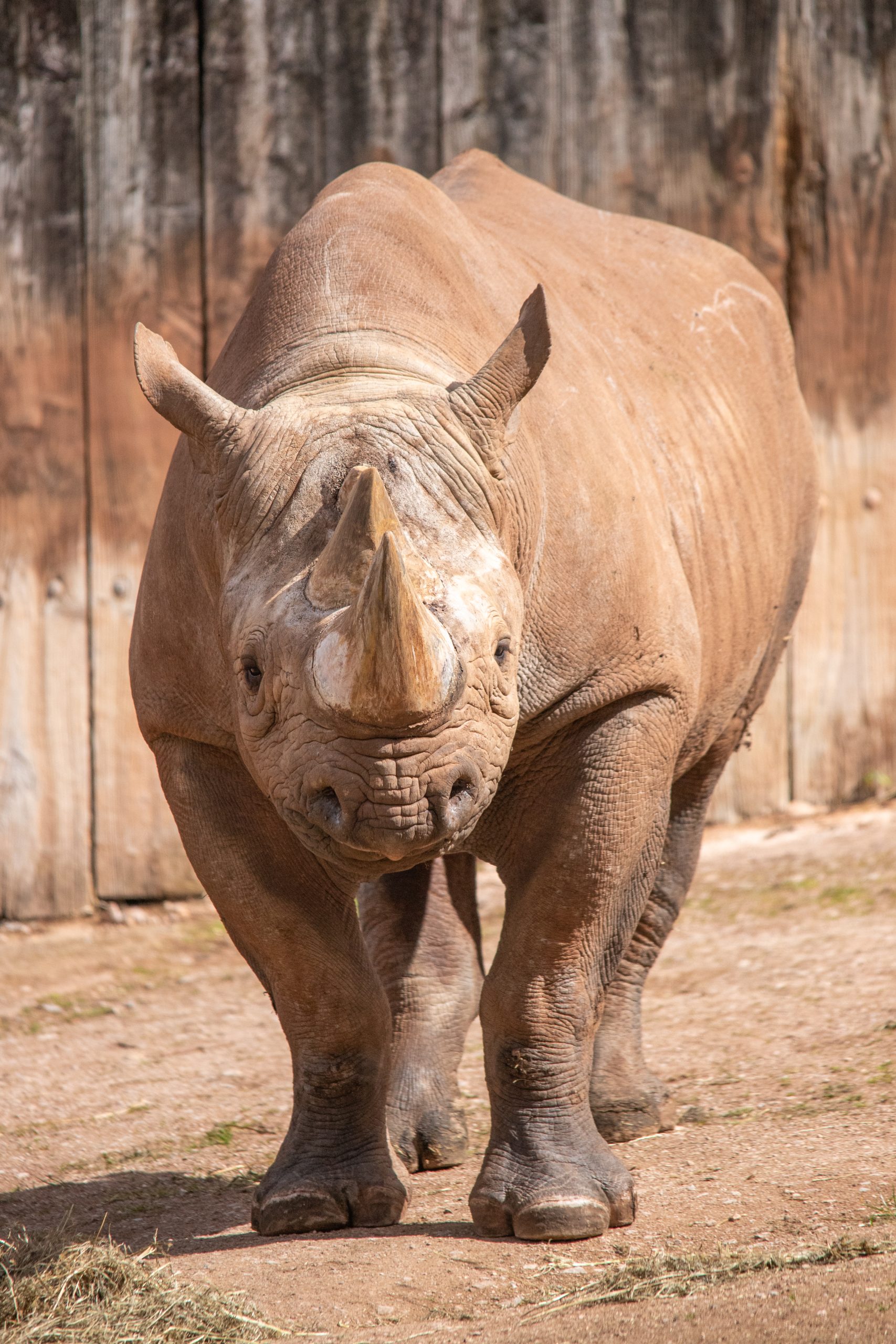 PZ Rhino 03 22 HR 5 scaled