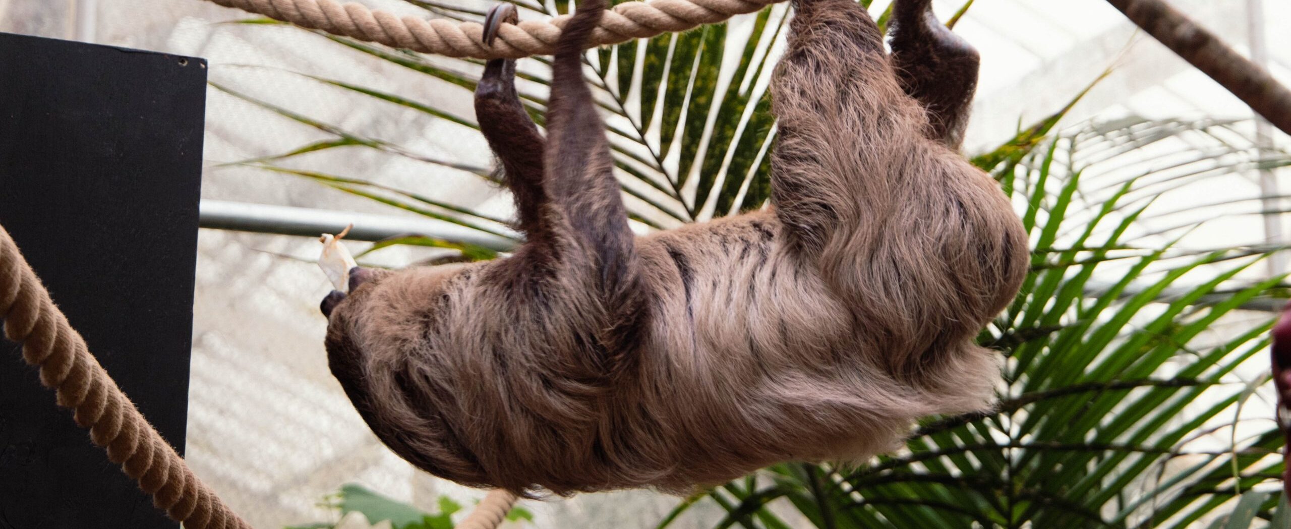 240403 PZ Linnes Two Toed Sloth HR BC 08 scaled e1731064453835