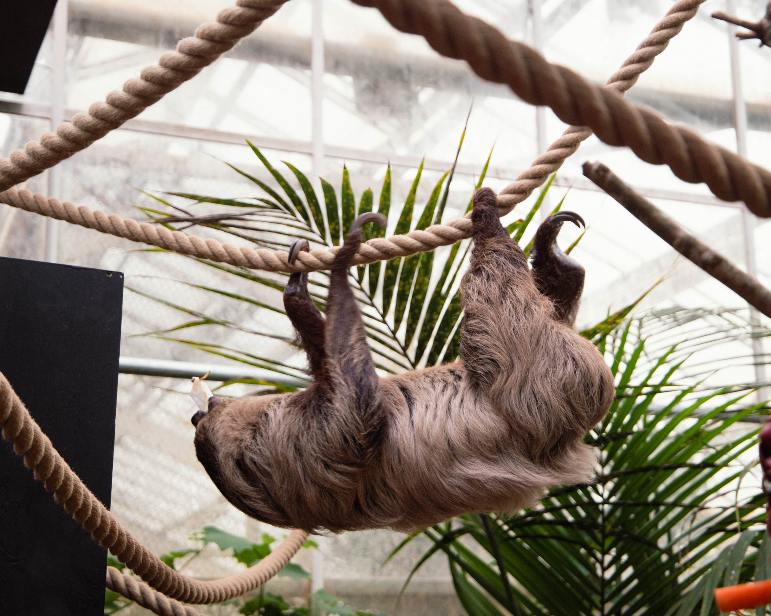 240403 PZ Linnes Two Toed Sloth HR BC 08 scaled