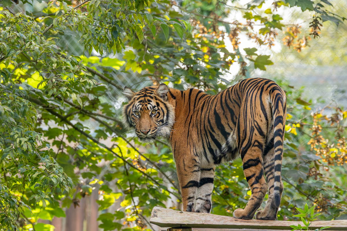 PZ Sumatran Tigers 09 23 LR 6