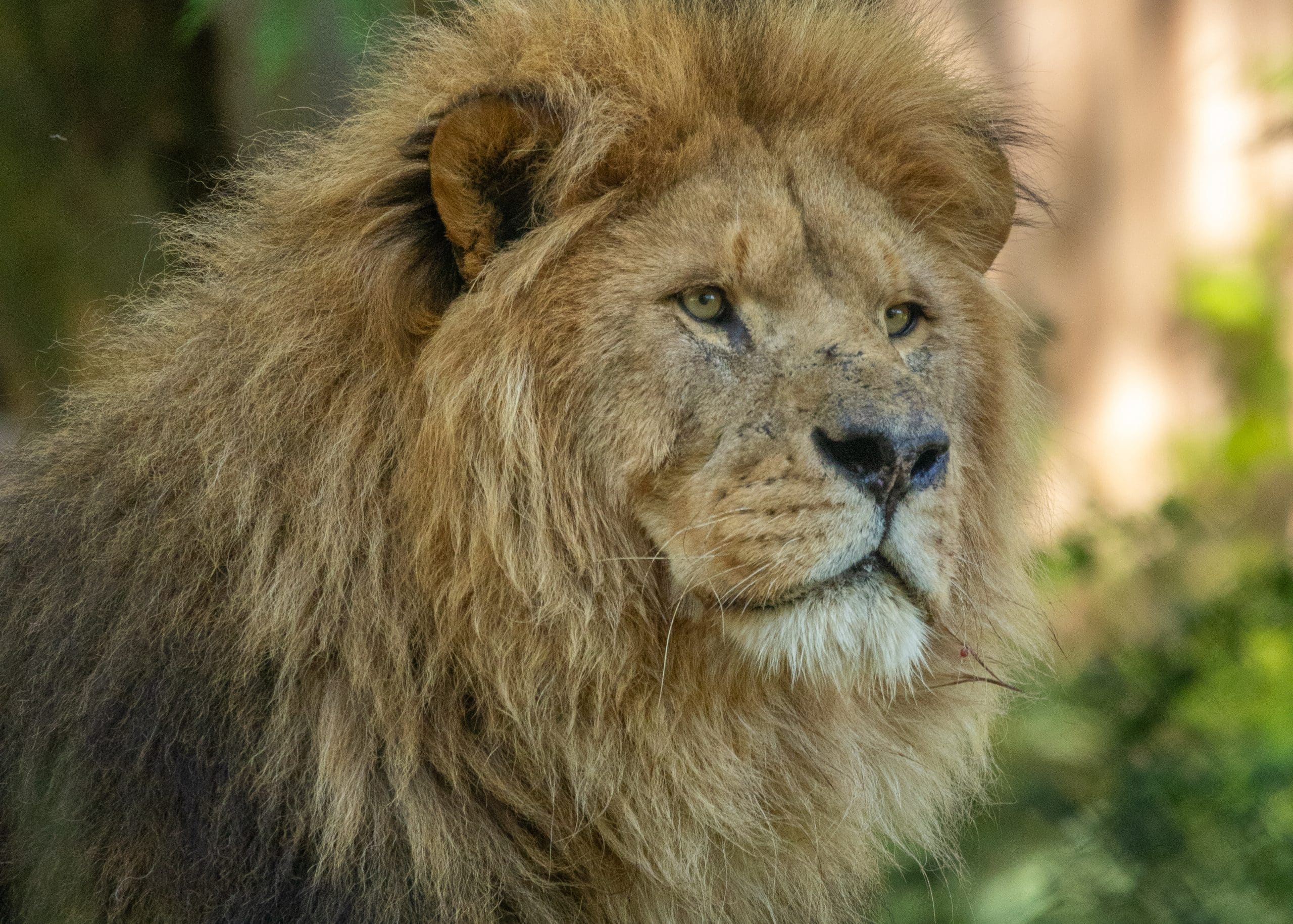 African Lion Boss 06 23 HR 3 scaled