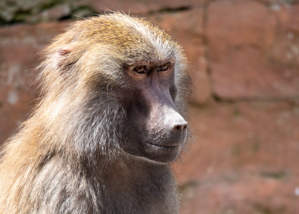 PZ H Baboons 04 23 LR 9